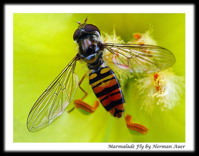 Marmalade Fly