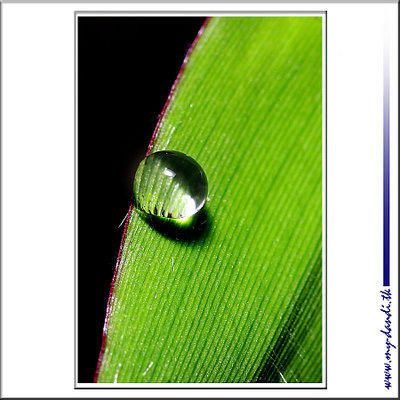 A Water Drop and the Leaf