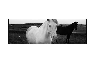 white horse black horse
