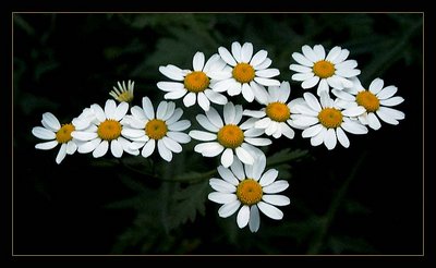 Daisys