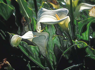 Calla Lillies