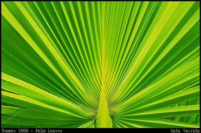 Palm Leaves