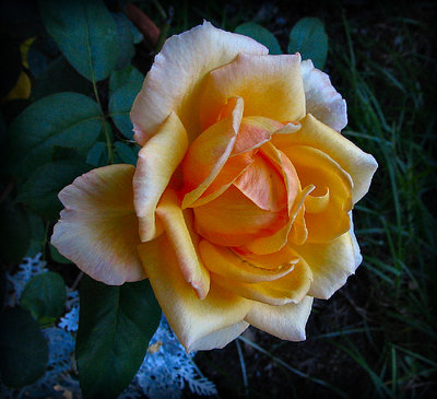 August Morning Yellow Rose