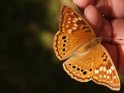 Butterfly on Pinkie