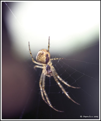 spider 1