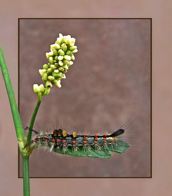 Caterpillar