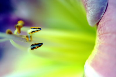 flower study (day lily)