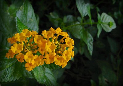 Golden Lantana