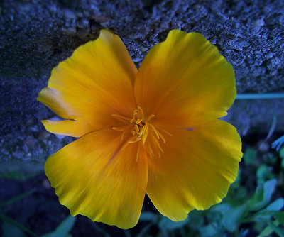 Yellow Flower