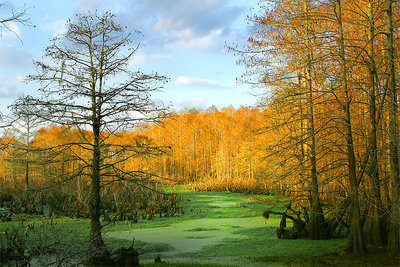 Swamp in Winter