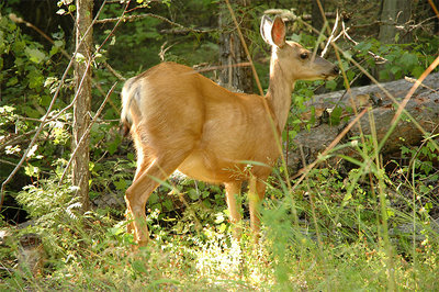 Stalking Dinner