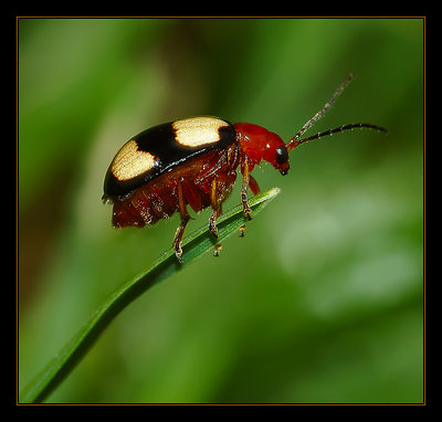Four spot Leaf beetle