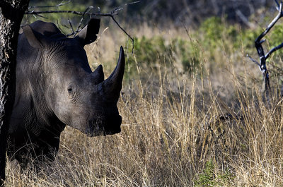 White rhino