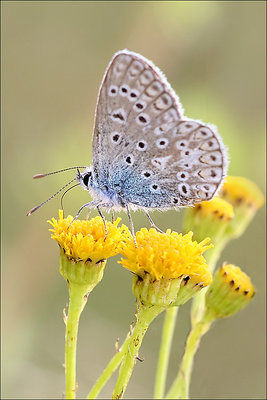 Polyommatus icarus