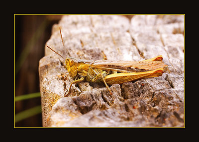 grasshopper, macro