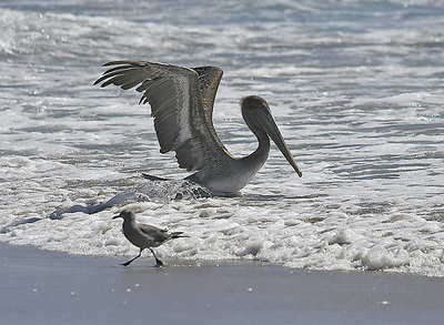 pelekin and Bird