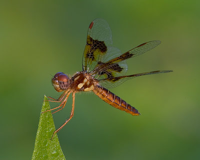 Amberwing