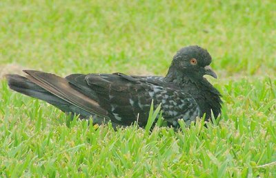 Pigeon