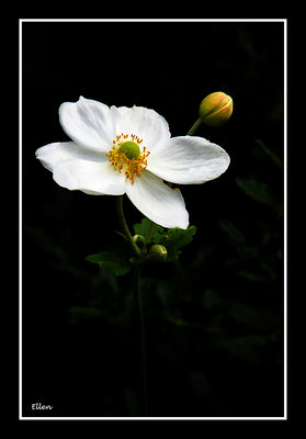 White anemone