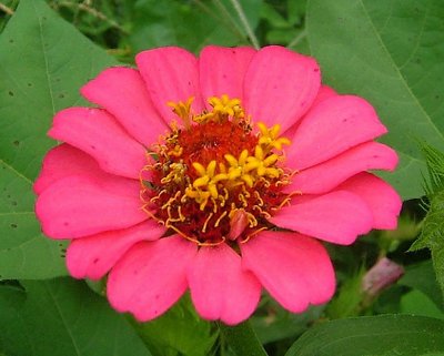 Flowery flower