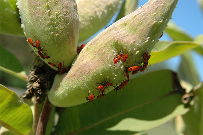 "March Of The Red Bugs"