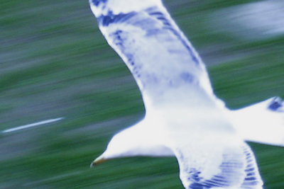 To fly