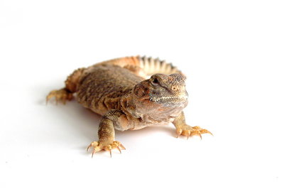 Uromastyx