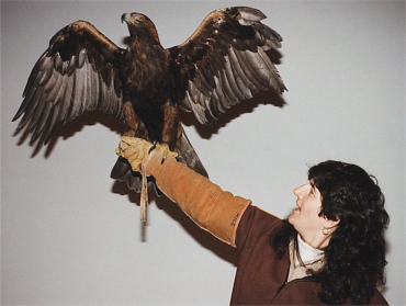 Wounded Eagle