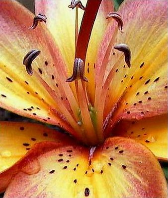Lily Closeup
