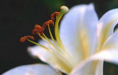 White Lily