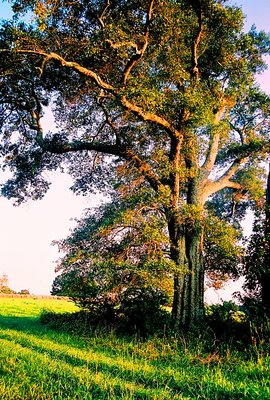 Site of OLD Farm House: Tree still stands;08/2005