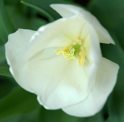 Fragile tulip