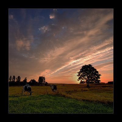 grass-land