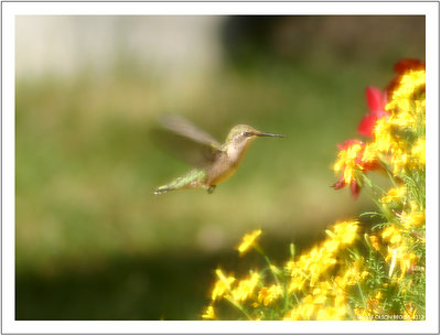 hummingblurred