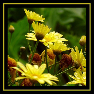Yellow Delight 2