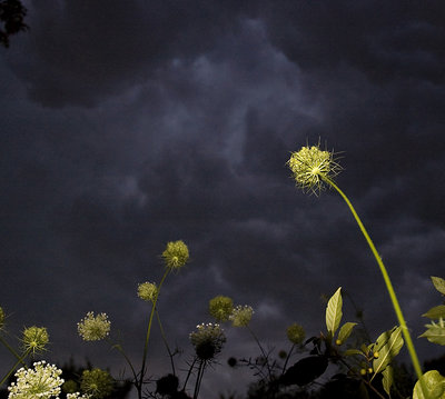 Queen Anne's Lace2