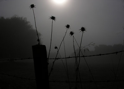 Thistles in the Fog