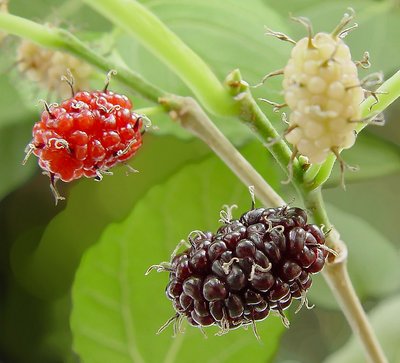 The 3 phases of blackberries