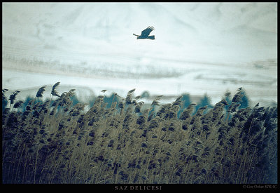 harrier on reeds