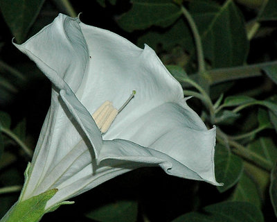 moon flower