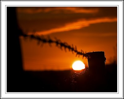 Barbed Sunset