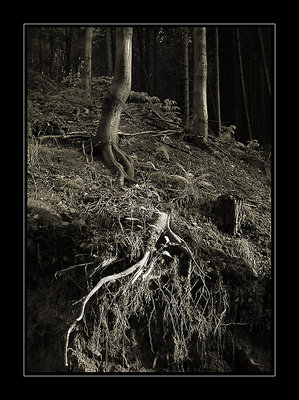 Roots