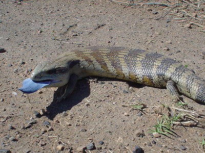 Blue Tongue