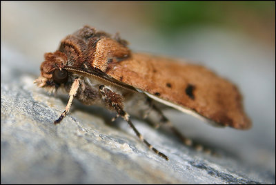 Brown Moth.