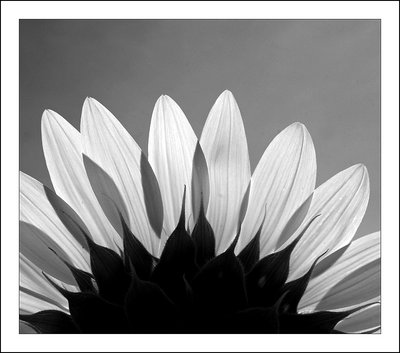 Sunflower b&w - 1