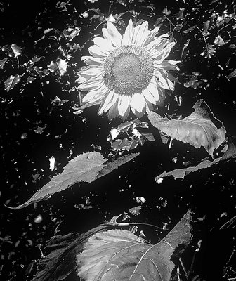 Sunflower in B&W