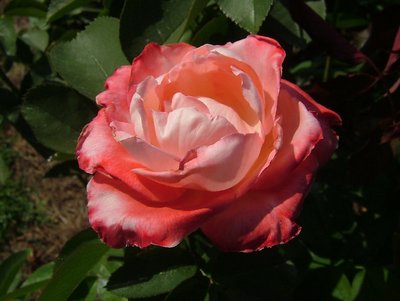 Multi-pink Rose