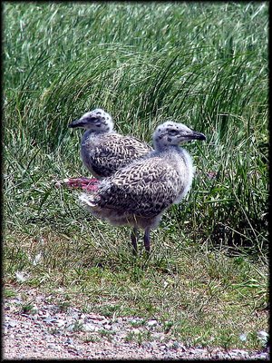 Baby Gulls