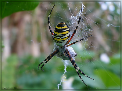 Feeding