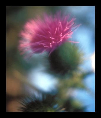 early morning thistle